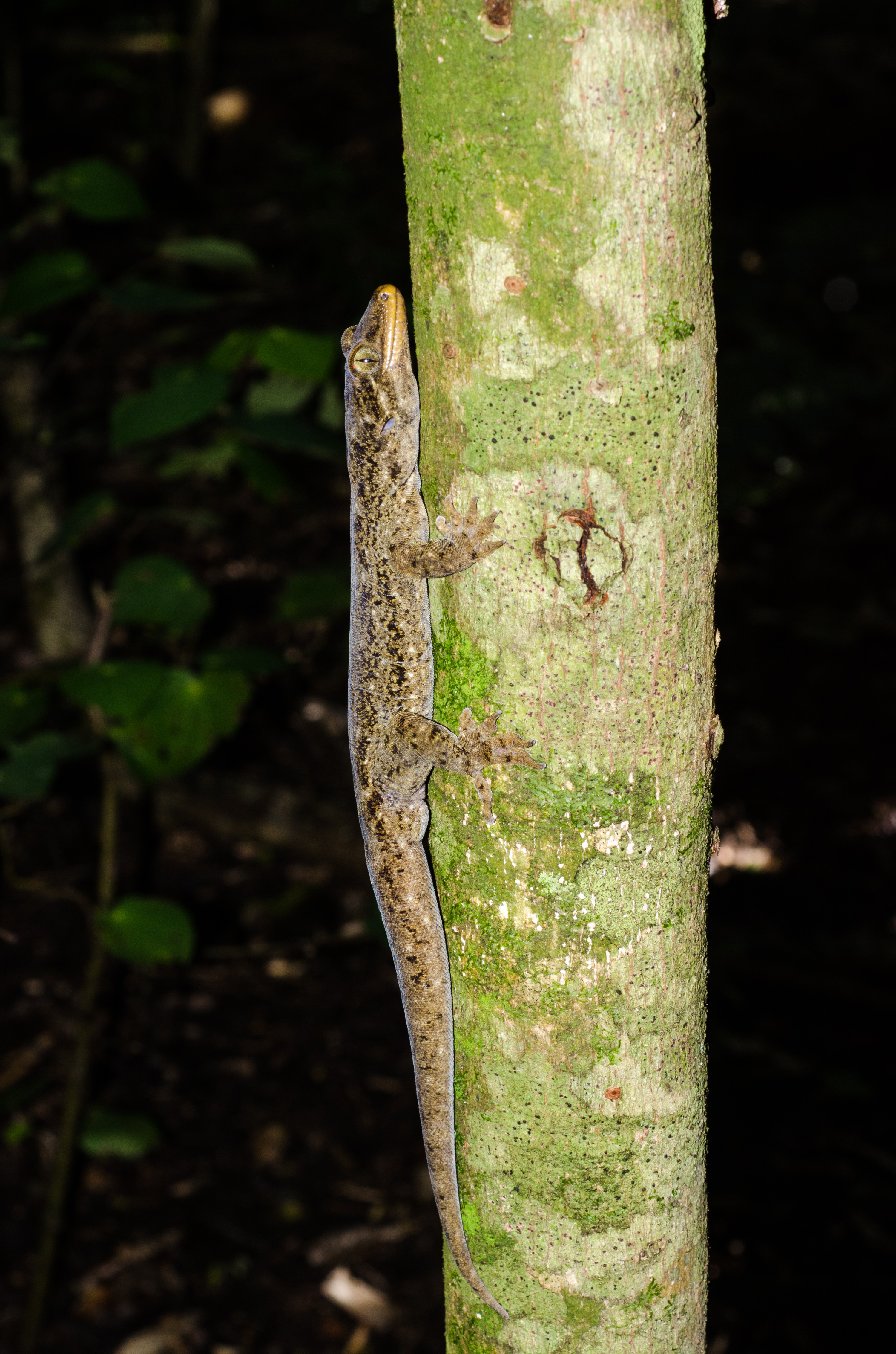 DSC_1476 – crispin, Duvaucel's, duvaucel, Gecko, Hoplodactylus, duvauceli, cold blood, lizard, crispin, hen, chicken, chicks, reserve, doc